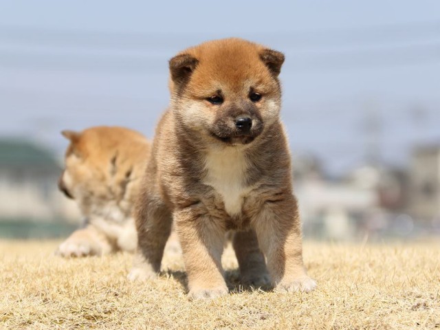IMG_0034-koinu-puppy IMG_0034-koinu-puppy