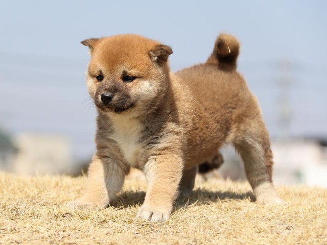 IMG_0040-koinu-puppy IMG_0040-koinu-puppy