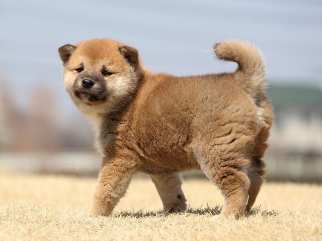 IMG_0057-koinu-puppy IMG_0057-koinu-puppy