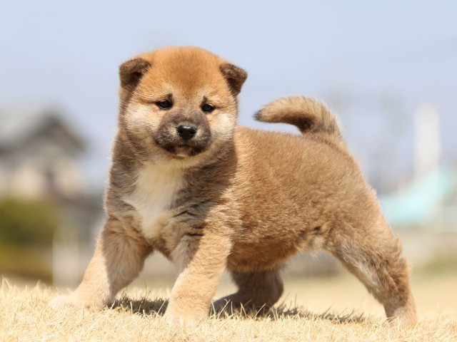 IMG_0078-koinu-puppy IMG_0078-koinu-puppy