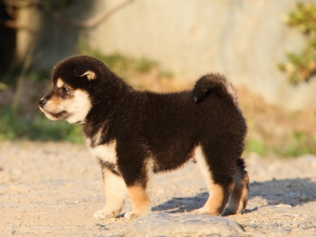 IMG_0083-shibainu-koinu IMG_0083-shibainu-koinu