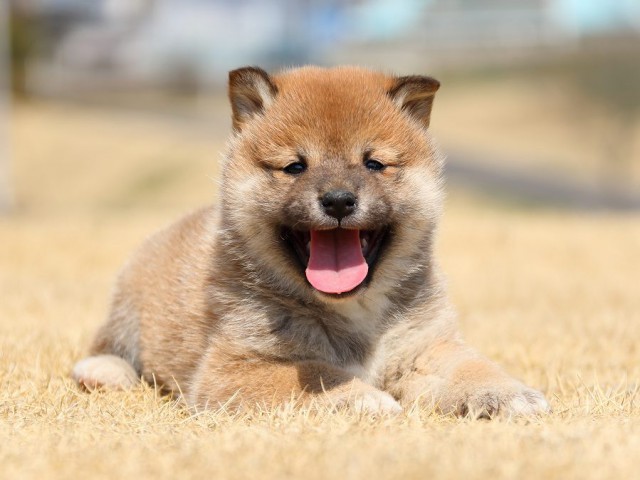 IMG_0092-koinu-puppy IMG_0092-koinu-puppy