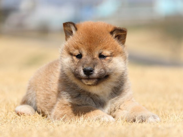IMG_0095-koinu-puppy IMG_0095-koinu-puppy