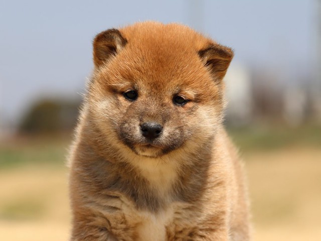 IMG_0119-koinu-puppy IMG_0119-koinu-puppy