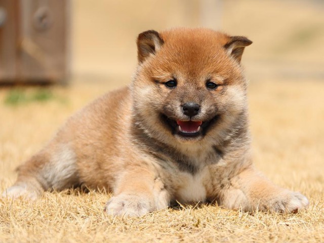 IMG_0126-koinu-puppy IMG_0126-koinu-puppy