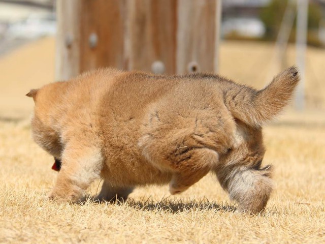 IMG_0127-koinu-puppy IMG_0127-koinu-puppy
