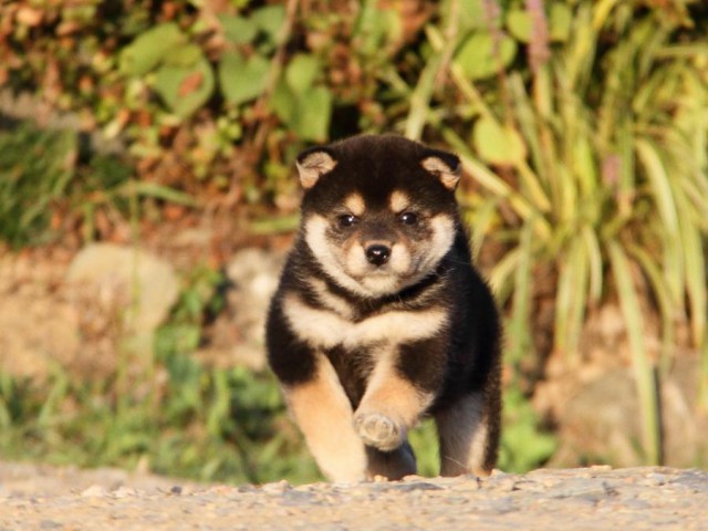 IMG_0133-shibainu-koinu IMG_0133-shibainu-koinu