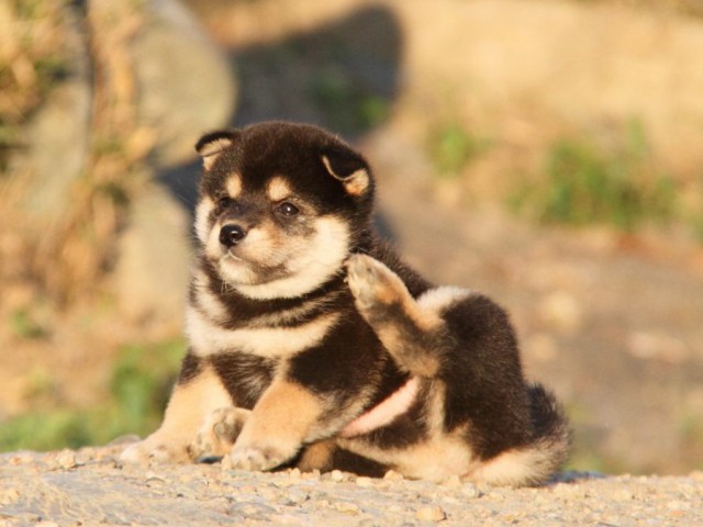 IMG_0166-shibainu-koinu IMG_0166-shibainu-koinu
