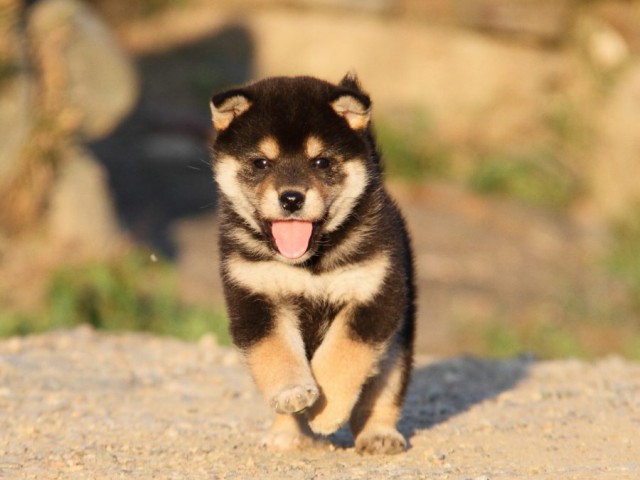 IMG_0186-shibainu-koinu IMG_0186-shibainu-koinu