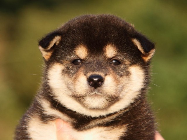 IMG_0199-shibainu-koinu IMG_0199-shibainu-koinu