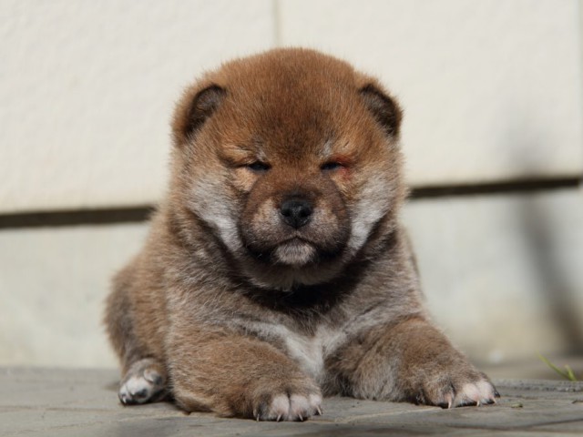 IMG_0201-shibainu-koinu IMG_0201-shibainu-koinu