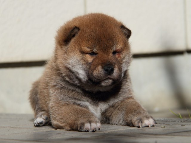 IMG_0210-shibainu-koinu IMG_0210-shibainu-koinu