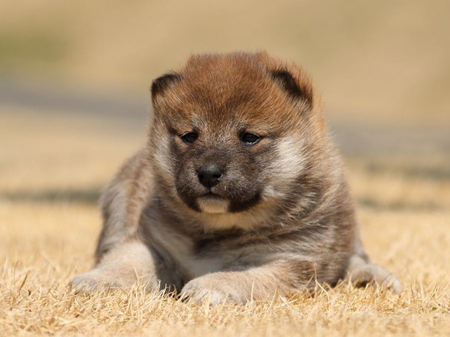 IMG_0338-koinu-puppy IMG_0338-koinu-puppy