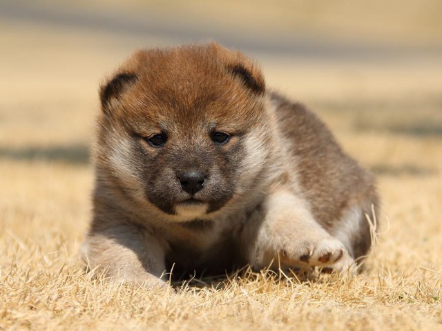IMG_0343-koinu-puppy IMG_0343-koinu-puppy