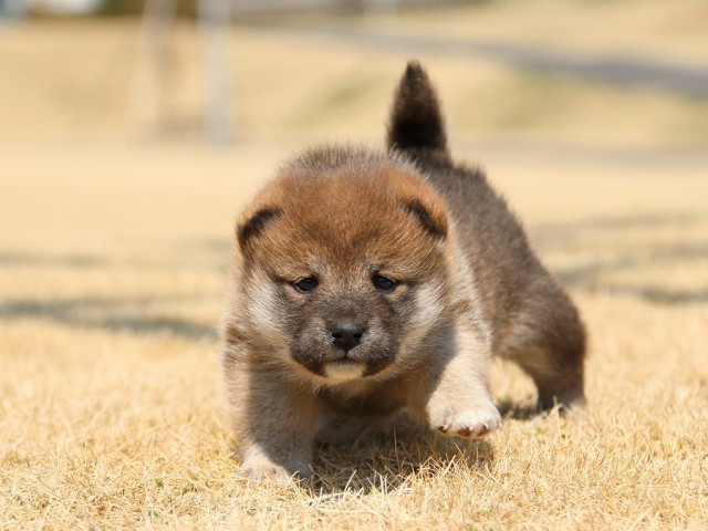 IMG_0365-koinu-puppy IMG_0365-koinu-puppy