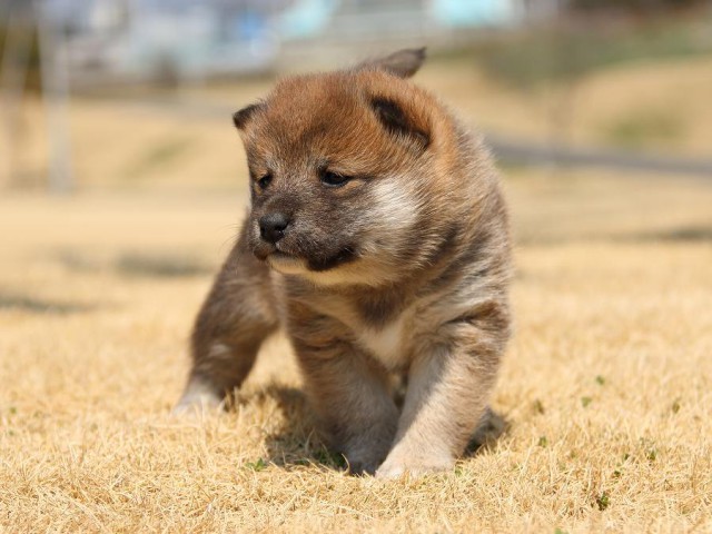 IMG_0370-koinu-puppy IMG_0370-koinu-puppy