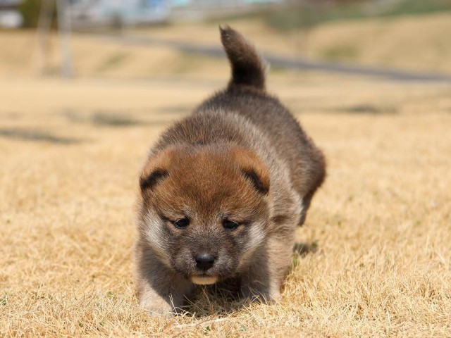 IMG_0374-koinu-puppy IMG_0374-koinu-puppy