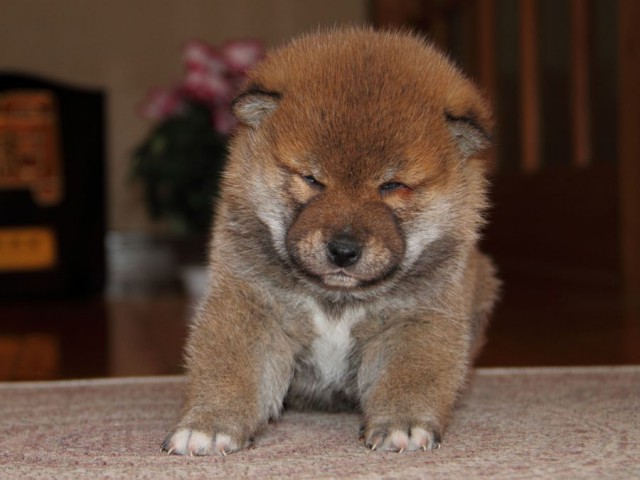 IMG_0436-shibainu-koinu IMG_0436-shibainu-koinu