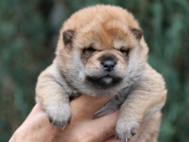 IMG_0792-shiba-puppy IMG_0792-shiba-puppy
