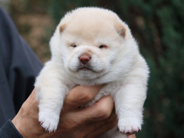 IMG_0803-shiba-puppy IMG_0803-shiba-puppy