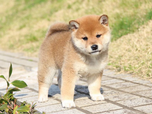 IMG_1071-shiba-puppy IMG_1071-shiba-puppy