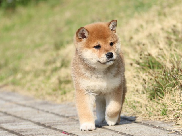 IMG_1095-shiba-puppy IMG_1095-shiba-puppy