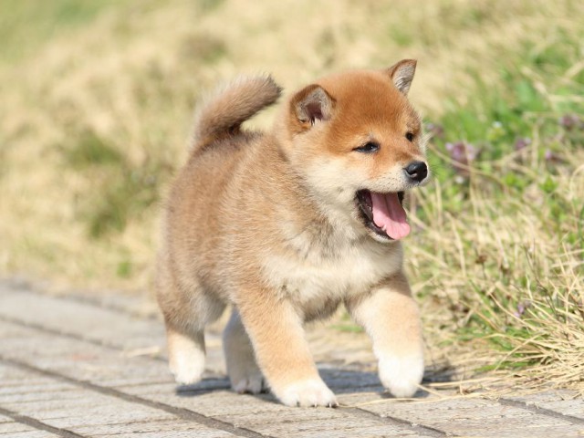 IMG_1100-shiba-puppy IMG_1100-shiba-puppy
