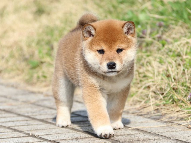 IMG_1126-shiba-puppy IMG_1126-shiba-puppy