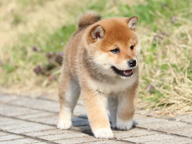 IMG_1128-shiba-puppy IMG_1128-shiba-puppy