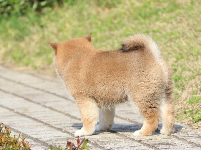 IMG_1163-shiba-puppy IMG_1163-shiba-puppy