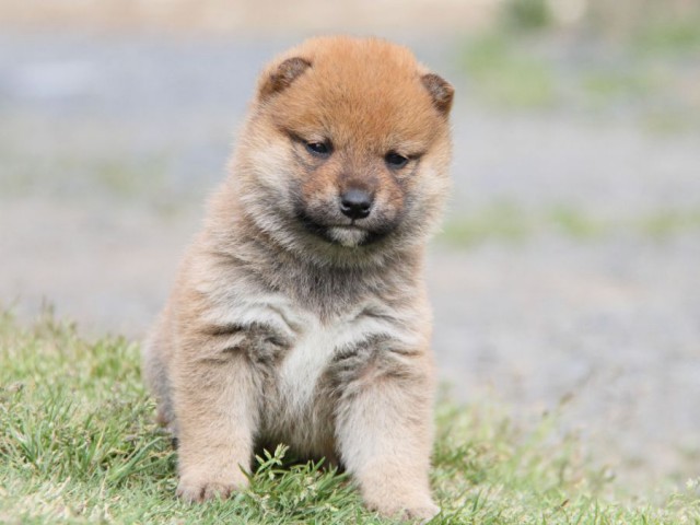 IMG_1177-shibainu-koinu IMG_1177-shibainu-koinu