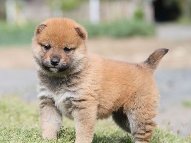 IMG_1202-shibainu-koinu IMG_1202-shibainu-koinu