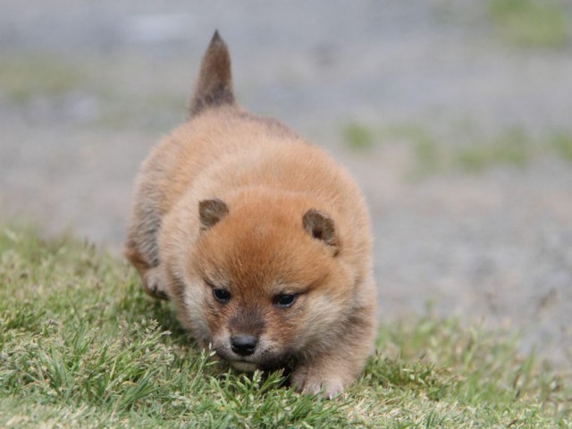 IMG_1213-shibainu-koinu IMG_1213-shibainu-koinu