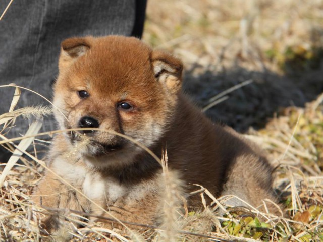 IMG_1225-shibainu-koinu IMG_1225-shibainu-koinu