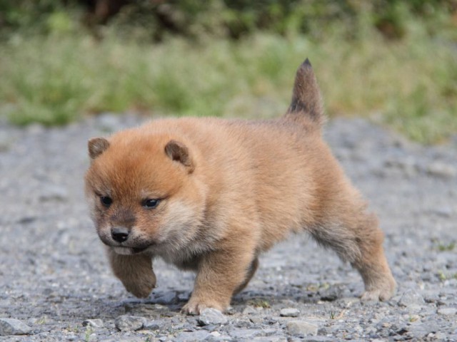 IMG_1232-shibainu-koinu IMG_1232-shibainu-koinu