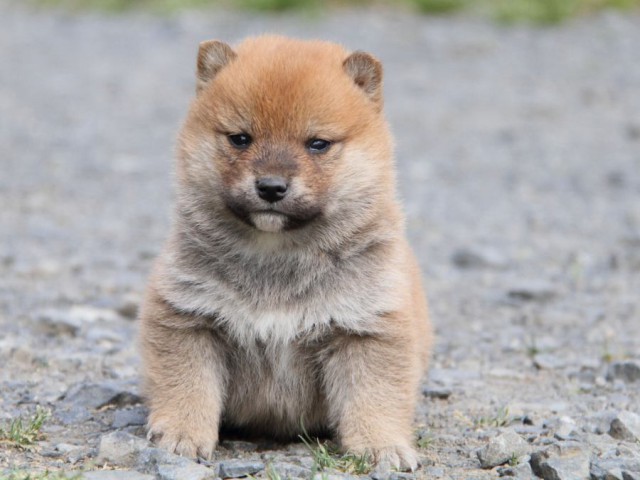 IMG_1249-shibainu-koinu IMG_1249-shibainu-koinu