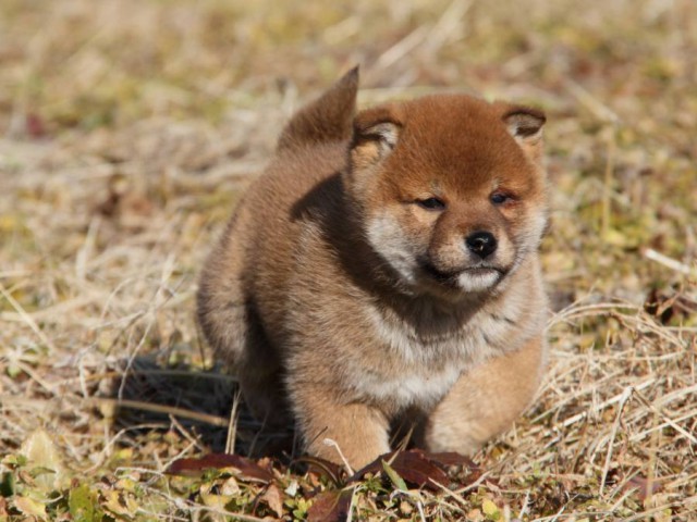 IMG_1250-shibainu-koinu IMG_1250-shibainu-koinu