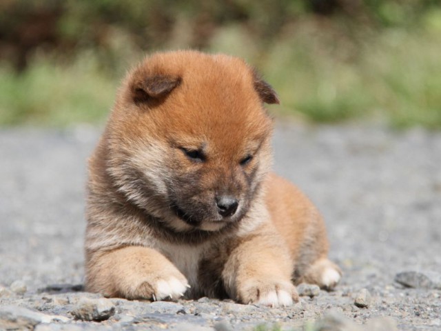 IMG_1277-shibainu-koinu IMG_1277-shibainu-koinu