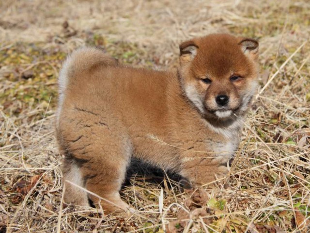 IMG_1279-shibainu-koinu IMG_1279-shibainu-koinu
