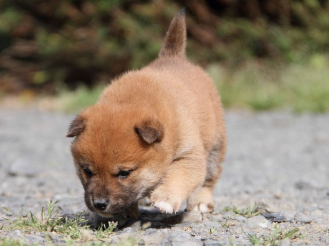 IMG_1290-shibainu-koinu IMG_1290-shibainu-koinu
