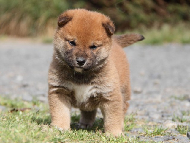 IMG_1300-shibainu-koinu IMG_1300-shibainu-koinu