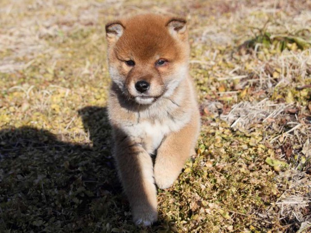 IMG_1465-shibainu-koinu IMG_1465-shibainu-koinu