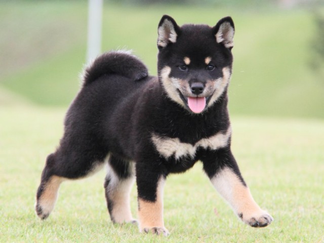 IMG_1628-shibainu-koinu IMG_1628-shibainu-koinu