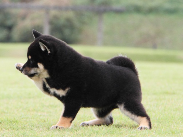 IMG_1634-shibainu-koinu IMG_1634-shibainu-koinu