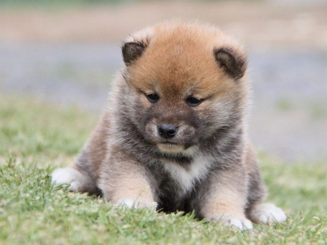 IMG_1649-shibainu-koinu IMG_1649-shibainu-koinu