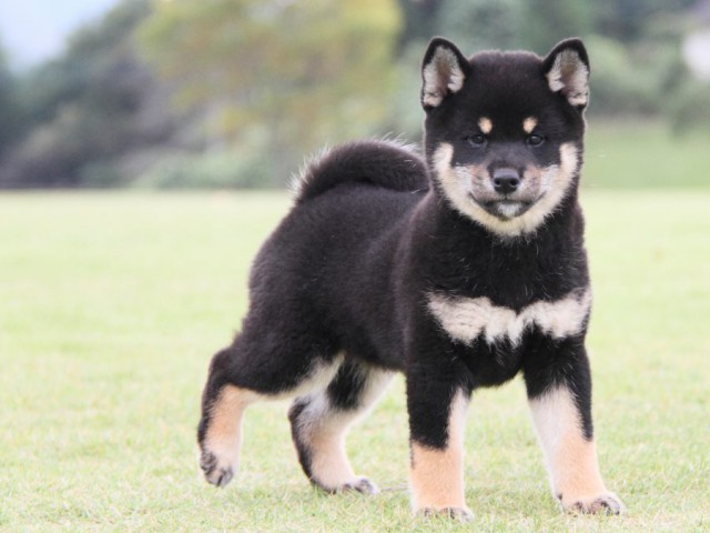 IMG_1650-shibainu-koinu IMG_1650-shibainu-koinu
