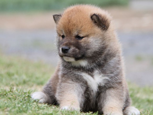 IMG_1650-shibainu-koinu IMG_1650-shibainu-koinu