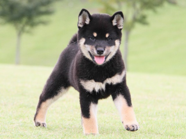 IMG_1654-shibainu-koinu IMG_1654-shibainu-koinu