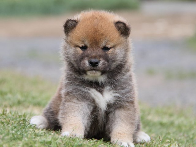 IMG_1663-shibainu-koinu IMG_1663-shibainu-koinu