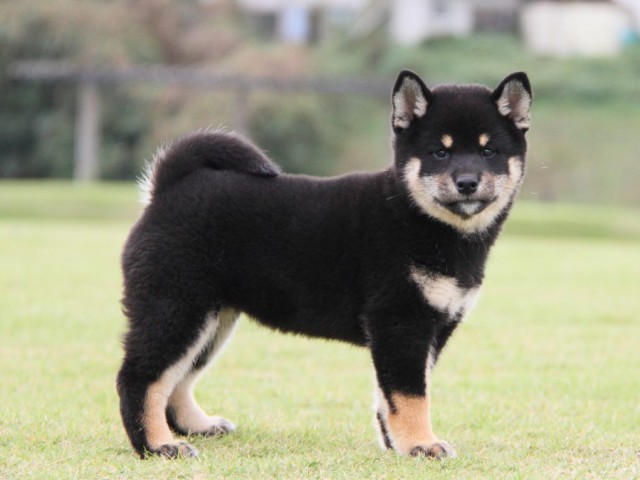 IMG_1666-shibainu-koinu IMG_1666-shibainu-koinu